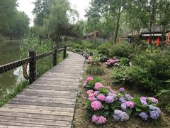 -合肥滨湖国家森林公园