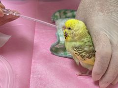-北京观赏动物医院·24小时大型综合·猫专科·异宠专科