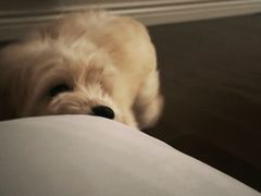 -pd派德宠物中心医院24H急重症·眼科中心·血液透析中心(嵩山北路店)