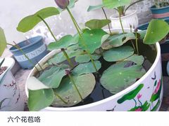 -牛YO寿喜烧和牛火锅自助(三台子万象汇店)