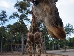 -清迈夜间动物园