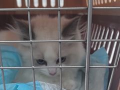 -四月宠物医院·猫专科·心脏专科·内科(转塘店)