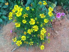 -松山湖梦幻百花洲