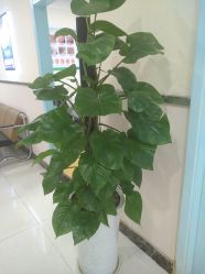 -成都军建医院·疤痕诊疗中心