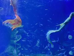 -多彩贵州城极地海洋世界