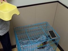 -格蕾宠物医院24H·猫科·肿瘤科·骨科中心(福州总院)