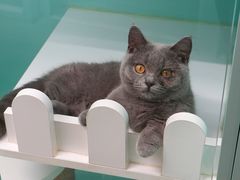 -猫宠乐园·专业洗护