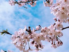 -新虹桥中心花园