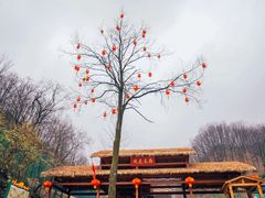 -栾川竹海野生动物园