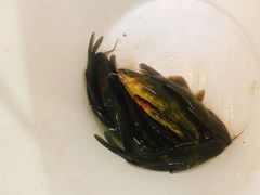 -鱼教头石泉老街石锅鱼(高新店)
