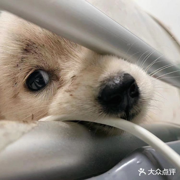 宠物盲盒幸存狗狗，等你给她一个家…