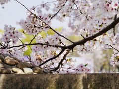-顾村公园