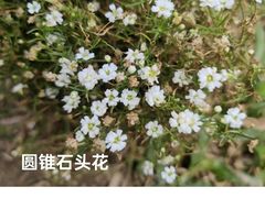 -深圳市中科院仙湖植物园