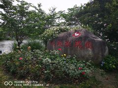 -鹅湖玫瑰文化园