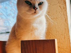 -猫小院猫主题餐厅(南锣旗舰店)
