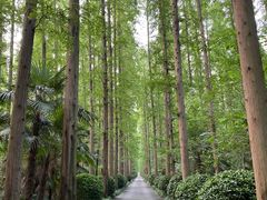 -东平国家森林公园