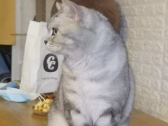 -平行世界·猫咖(首经贸店)