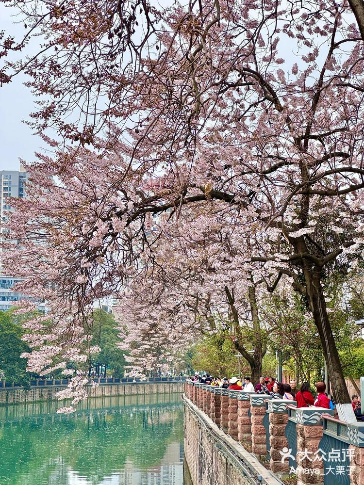 成都泡桐花图片