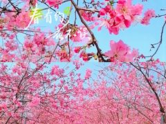 -天适樱花悠乐园