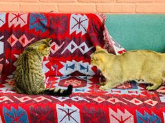 -喵屿·大理花园猫咖