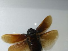 -上海昆虫博物馆