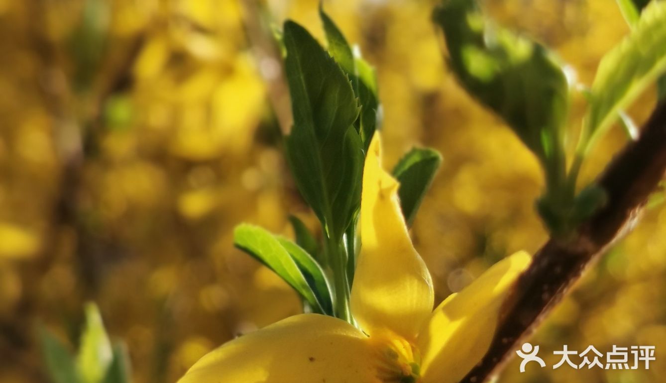 【裕美路 金灿灿的春天】