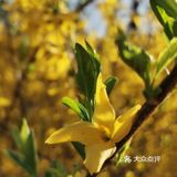 【裕美路 金灿灿的春天】