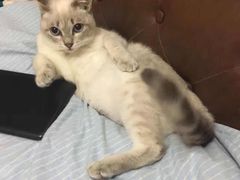 -宠爱国际动物医院· 猫科· 外科·中兽医(长白店)