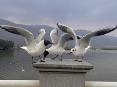 -海埂大坝