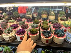 -溪岸路花鸟市场