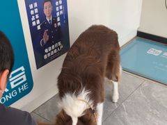 -美联众合爱康动物医院•复杂内科•肿瘤科•牙科•腔镜诊疗中心