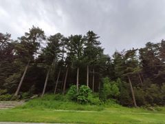 -五营红松林海景区