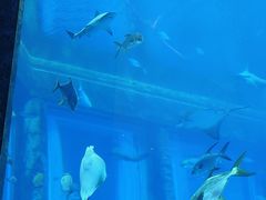 -亚特兰蒂斯•OSSIANO奥西亚诺海底餐厅