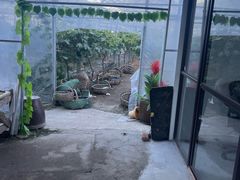 -马陆小张葡萄园农家乐