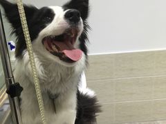 -暖阳宠物医院·犬猫康复中心·骨科