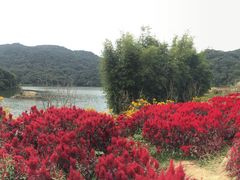 -广州市石门国家森林公园