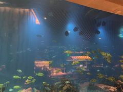 -涛·海底餐厅·美人鱼·自助餐·海底隧道(三亚海棠湾洲际度假酒店)