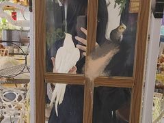 -吉丁鸟咖·异宠·寄养
