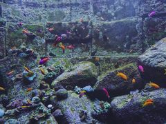 -亚特兰蒂斯水世界冒险乐园