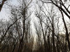 -廊坊市自然公园