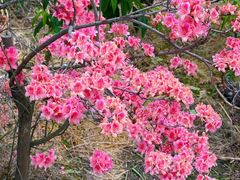 -南汇桃花村