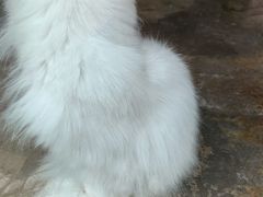 -喵屿·大理花园猫咖