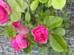 -芳华路(地铁站)