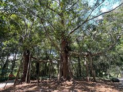 -中国科学院西双版纳热带植物园