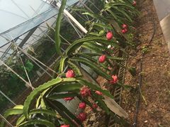 -海堤葡萄园中小学生研学基地