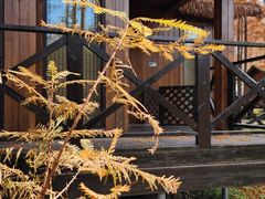 -黄海国家森林公园