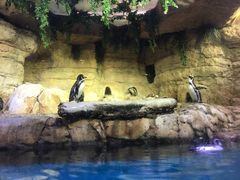 景点-迪拜水族馆及水下动物园