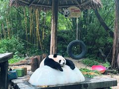 -广州长隆野生动物世界