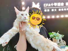 -十年猫舍·猫咪专门店(普陀店)