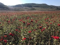 -高家大院烤全羊